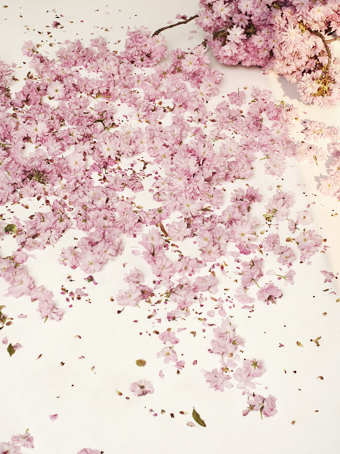 Flowers - Photography by VICTORIA ZSCHOMMLER